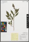 Foto von Salix phylicifolia L. x Salix starkeana Willd.